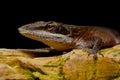 Carolina Anole (Anolis carolinensis) on rock, bright eyes