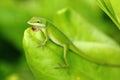 Carolina anole lizard Royalty Free Stock Photo