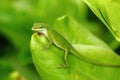 Carolina anole lizard Royalty Free Stock Photo