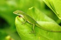 Carolina anole lizard Royalty Free Stock Photo
