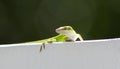 Carolina Anole Lizard Royalty Free Stock Photo