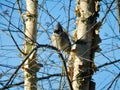 Carolina Bluejay Royalty Free Stock Photo