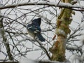 Carolina Bluejay