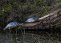 A Carolina Box Turtle and a Red Eared Slider on a Log Royalty Free Stock Photo