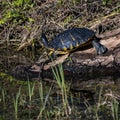 Carolina Box Turtle Sun Twisting his Neck Royalty Free Stock Photo