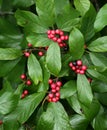 Carolina buckthorn berries and foliage