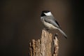 Carolina Chickadee on Stump Royalty Free Stock Photo