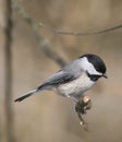 Carolina chickadee