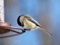 Carolina Chickadee beautiful colorful bird eating seeds from a bird seed feeder during summer in Michigan