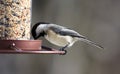 Carolina Chickadee beautiful colorful bird eating seeds from a bird seed feeder during summer in Michigan