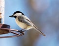 Carolina Chickadee beautiful colorful bird eating seeds from a bird seed feeder during summer in Michigan