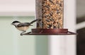 Carolina Chickadee beautiful colorful bird eating seeds from a bird seed feeder during summer in Michigan