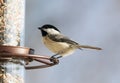 Carolina Chickadee beautiful colorful bird eating seeds from a bird seed feeder during summer in Michigan