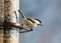 Carolina Chickadee beautiful colorful bird eating seeds from a bird seed feeder during summer in Michigan Royalty Free Stock Photo