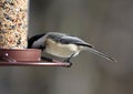 Carolina Chickadee beautiful colorful bird eating seeds from a bird seed feeder during summer in Michigan