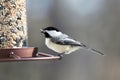 Carolina Chickadee beautiful colorful bird eating seeds from a bird seed feeder during summer in Michigan