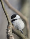 Carolina Chickadee