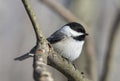 Carolina Chickadee