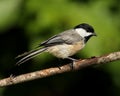 Carolina Chickadee