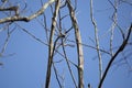 Carolina Chickadee Flying Away Royalty Free Stock Photo