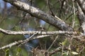 Carolina Chickadee Flying off a Branch Royalty Free Stock Photo