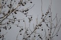 Carolina Chickadee Flying Royalty Free Stock Photo