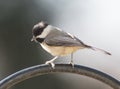 Carolina Chickadee Royalty Free Stock Photo