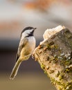 Carolina Chickadee on a perch in spring Royalty Free Stock Photo