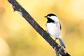 Carolina Chickadee Perched on an Autumn Branch Royalty Free Stock Photo