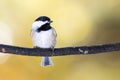 Carolina Chickadee Perched on an Autumn Branch Royalty Free Stock Photo