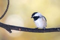 Carolina Chickadee Perched on an Autumn Branch Royalty Free Stock Photo