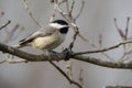 Carolina Chickadee perched on branch Royalty Free Stock Photo