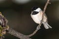 Carolina Chickadee Perched Delicately on a Slender Branch Royalty Free Stock Photo