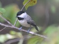 Carolina chickadee perched on a tree branch. Poecile carolinensis. Royalty Free Stock Photo