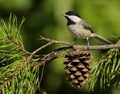 Carolina Chickadee