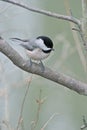 Carolina chickadee, Poecile carolinensis