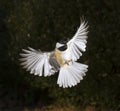 Carolina chickadee (Poecile carolinensis) flying