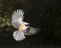 Carolina chickadee (Poecile carolinensis) flying