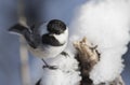 Carolina Chickadee