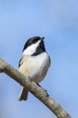 Carolina Chickadee Royalty Free Stock Photo