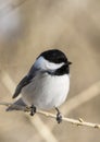 Carolina Chickadee