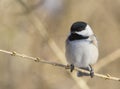 Carolina Chickadee