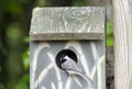 Carolina Chickadee bird in nest box bird house, Athens Georgia USA