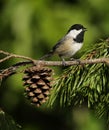 Carolina Chickadee Royalty Free Stock Photo