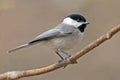 Carolina Chickadee Royalty Free Stock Photo