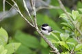 Carolina Chickadee songbird, Blue Ridge Mountains, North Carolina Royalty Free Stock Photo