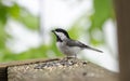 Carolina Chickadee songbird eating bird seed, Blue Ridge Mountains, North Carolina