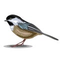 Carolina Chickadees isolated on a white background. Vector illus