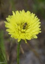 Carolina Desert Chicory - Pyrrhopappus carolinianus