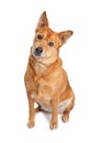 Carolina Dog Sitting Tilting Head